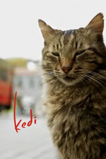 Город кошек / Кот