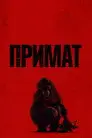 Примат